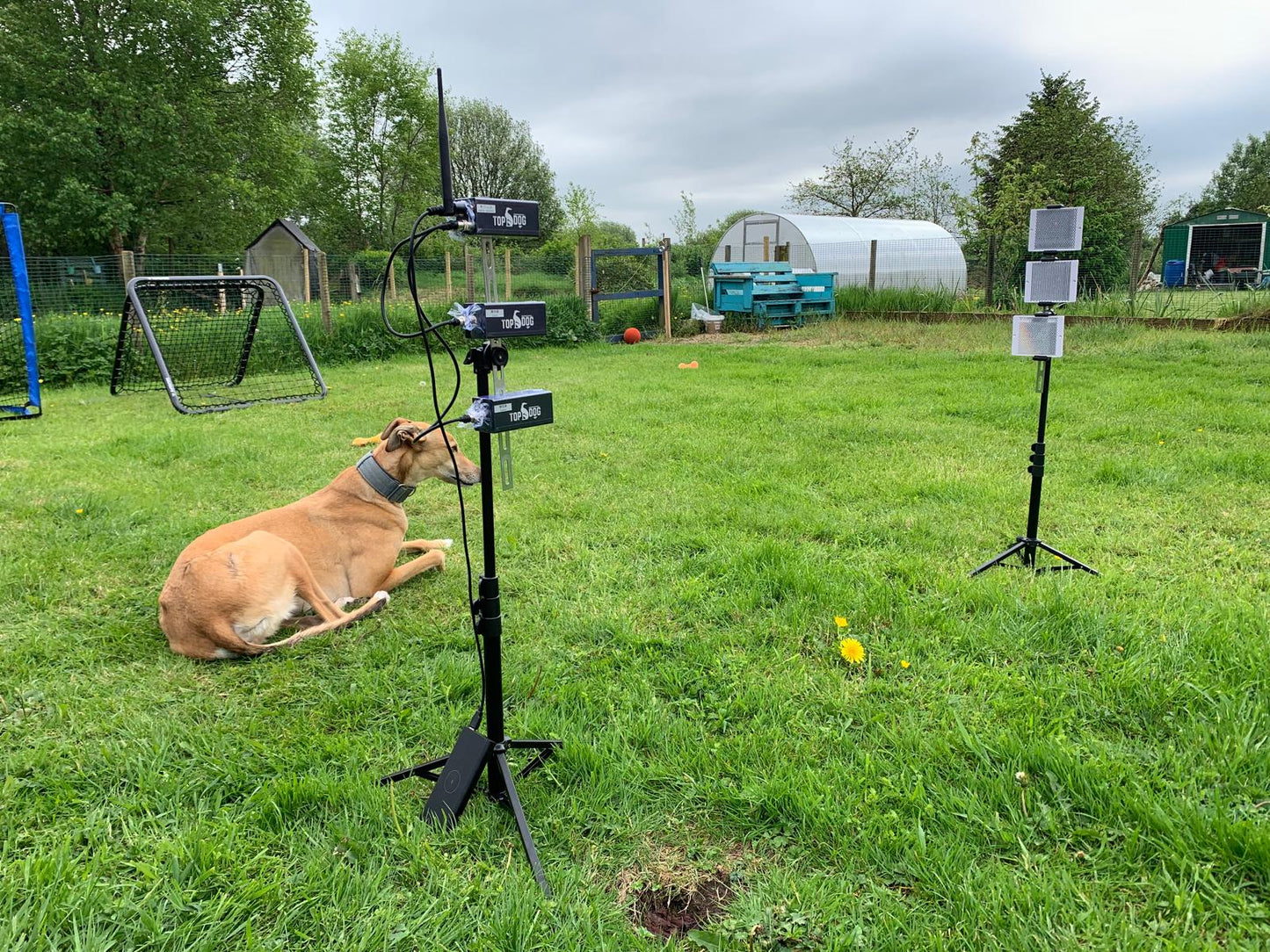 Wireless Timer- 3+1 Lasers & 1 display- All Dog Breeds