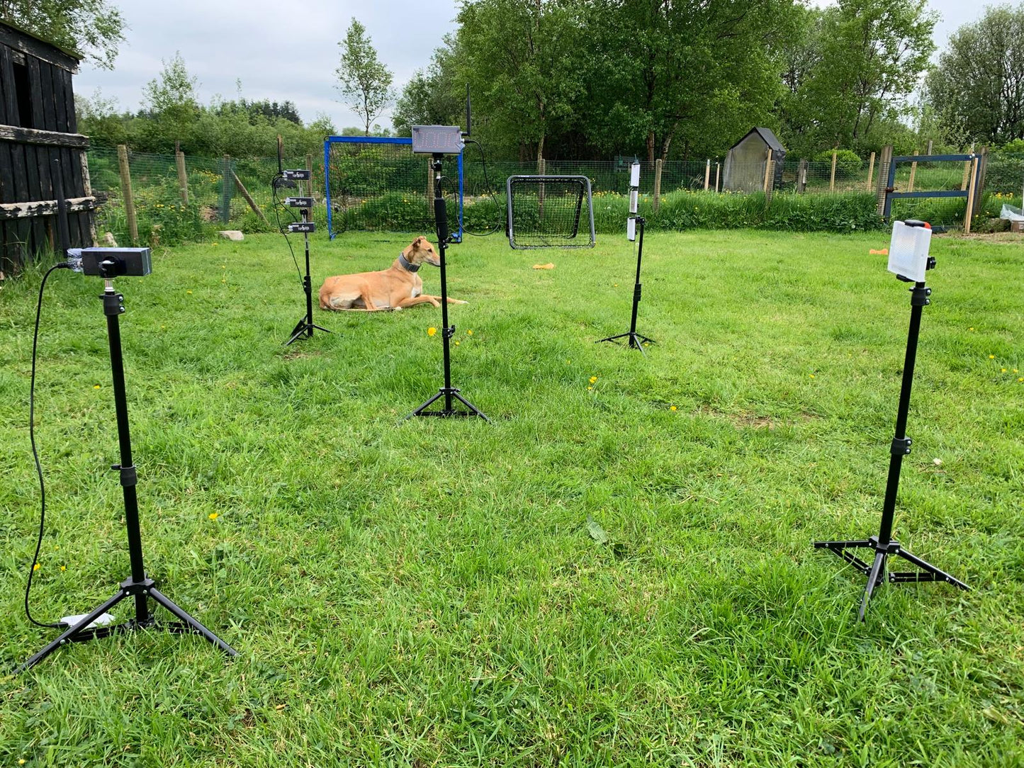 Wireless Timer- 3+1 Lasers & 1 display- All Dog Breeds