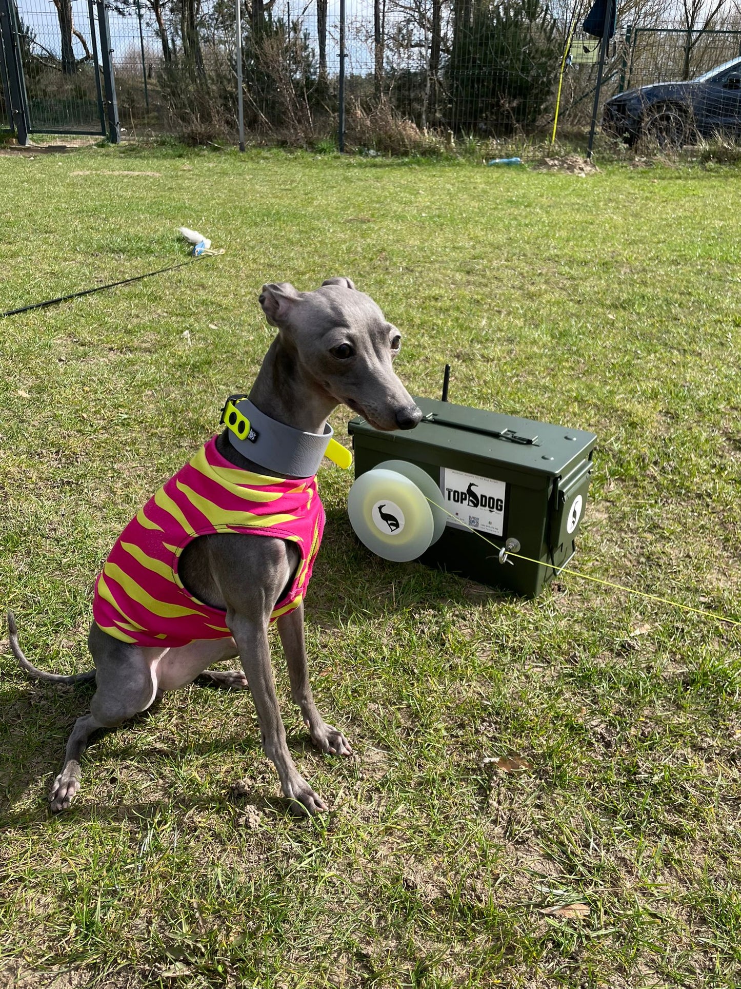 ZOOMI - for Pet Dogs